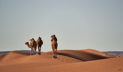 Qatar Extends Nationwide Camel Grazing Ban to Protect Vegetation